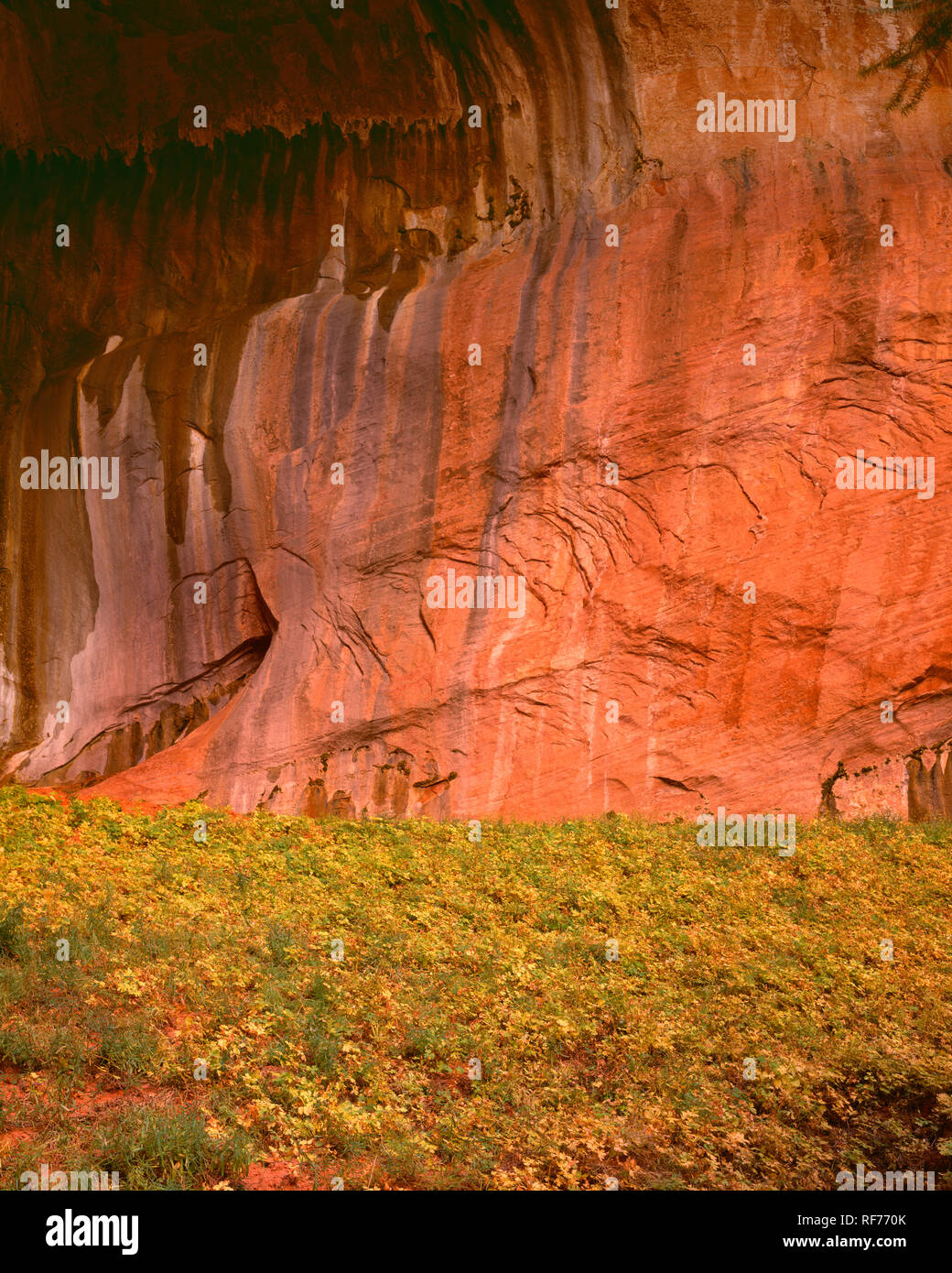 Stati Uniti d'America, Utah, Parco Nazionale Zion, trafilamenti di acqua ha depositato i minerali su pietra arenaria Navajo pareti a doppia arcata alcova; Kolob Canyon area. Foto Stock