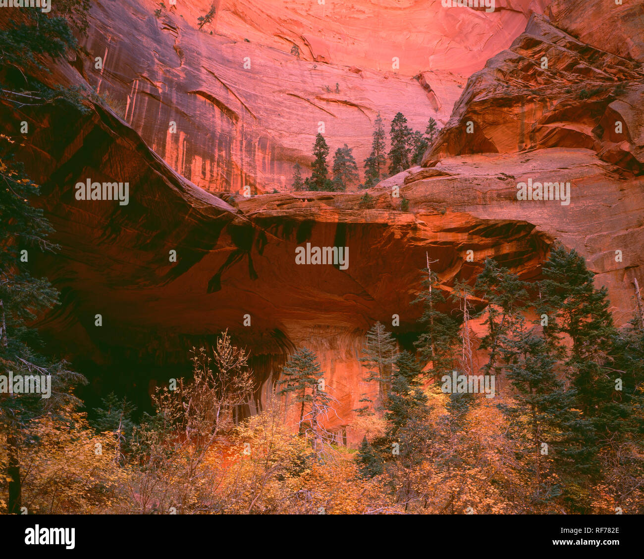 Stati Uniti d'America, Utah, Parco Nazionale Zion, doppia arcata alcova con abete Douglas e caduta di aceri colorate contro le pareti di pietra arenaria, Kolob Canyon area. Foto Stock