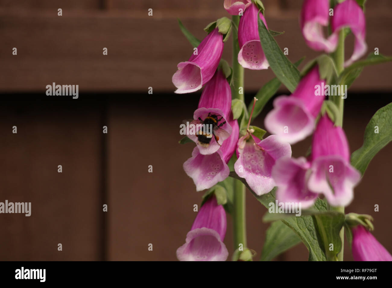 Bumblebee su Foxglove Foto Stock