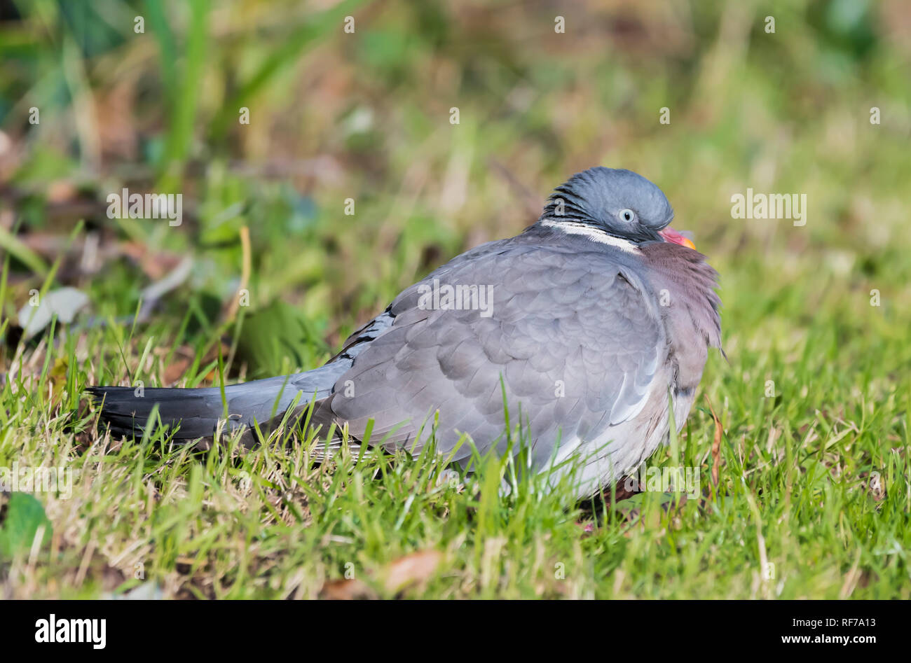 Vista laterale di un comune il Colombaccio ( Columba palumbus) sul terreno in inverno nel West Sussex, in Inghilterra, Regno Unito. Foto Stock