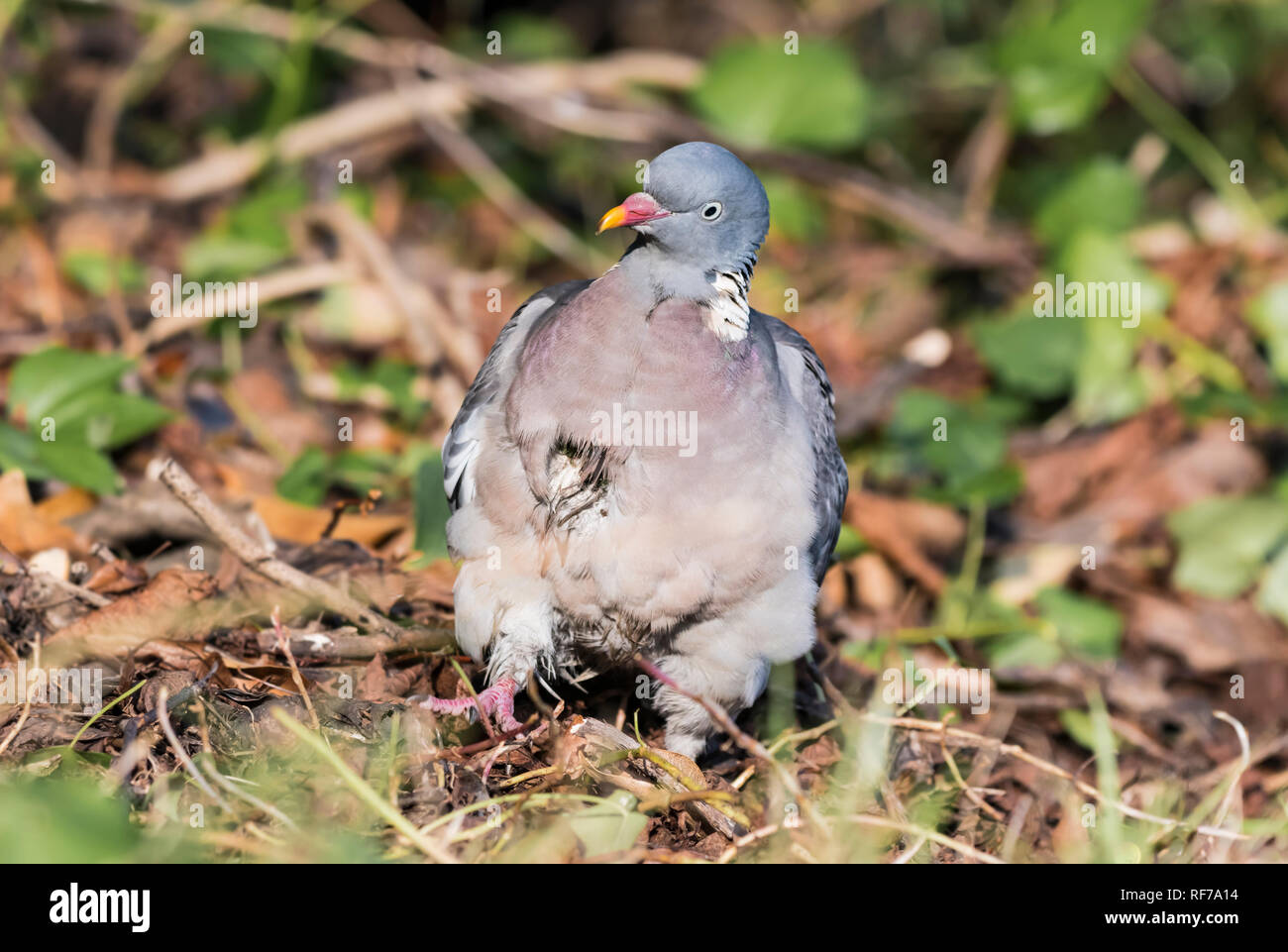 Pigeon di legno comune (Columba palumbus) a terra rivolto in avanti facendo un volto divertente in inverno nel Sussex occidentale, Inghilterra, Regno Unito. Woodpicceon. Foto Stock