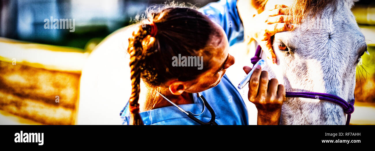 Close up femmina esaminando vet horse eye Foto Stock