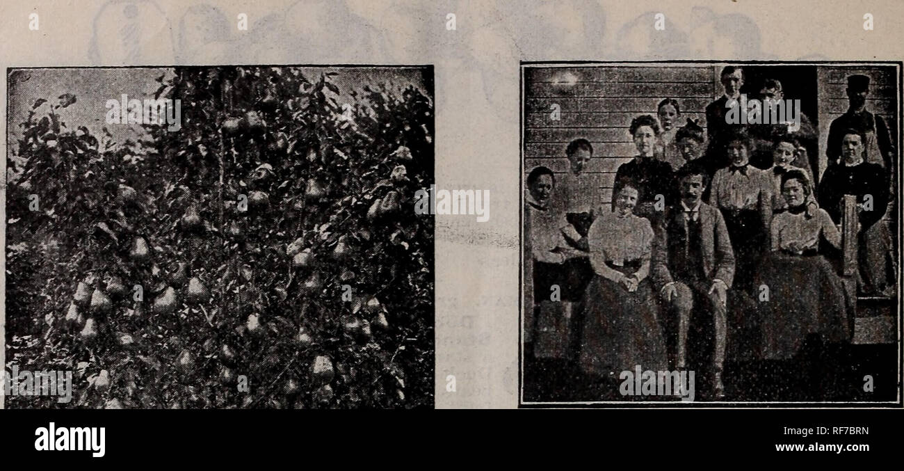 . Catalogo, primavera 1901. Vivaio nello Stato di New York) cataloghi; alberi da frutto cataloghi; bacche Cataloghi Cataloghi di frutta. . Si prega di notare che queste immagini vengono estratte dalla pagina sottoposta a scansione di immagini che possono essere state migliorate digitalmente per la leggibilità - Colorazione e aspetto di queste illustrazioni potrebbero non perfettamente assomigliano al lavoro originale. Green Nursery Co. (Rochester, N. Y. ); Henry G. vivaio di Gilbert e il commercio di sementi Catalogo Collezione. Rochester, N. Y. : verde della società vivaio Foto Stock