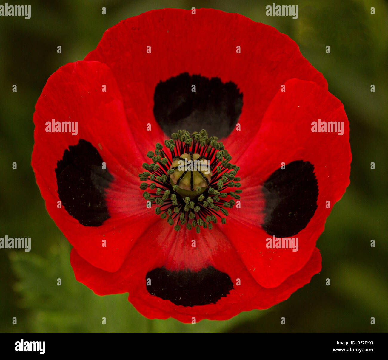 Ladybird Papavero (Papaver commutatum) Foto Stock