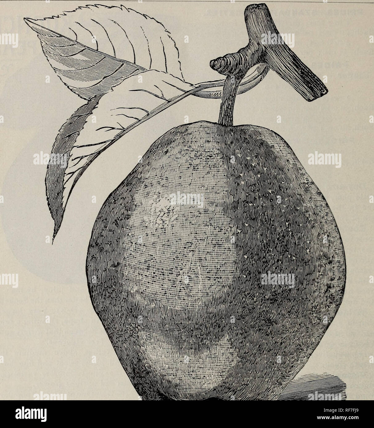 . Illustrato e catalogo descrittivo di frutta e di alberi ornamentali, sempreverdi, di arbusti, vigne, piccole piante da frutto, ecc. Vivai (orticoltura), Missouri, Saint Louis, cataloghi e alberi da frutto, piantine, cataloghi; frutta, cataloghi; piante ornamentali, cataloghi; alberi, piantine, cataloghi; arbusti, cataloghi. 14 illustrato e catalogo descrittivo.. Kieffer bellezza fiamminga-(S)-una grande bellezza- ful, fusione, dolce pera. Albero vigoroso, fruttuosa, e riesce bene nella maggior parte del paese. Seckel-(I-D)-lo standard di Excel- ence in pere. Piccolo ma di sapore più alta. Tree una stout, lento Foto Stock