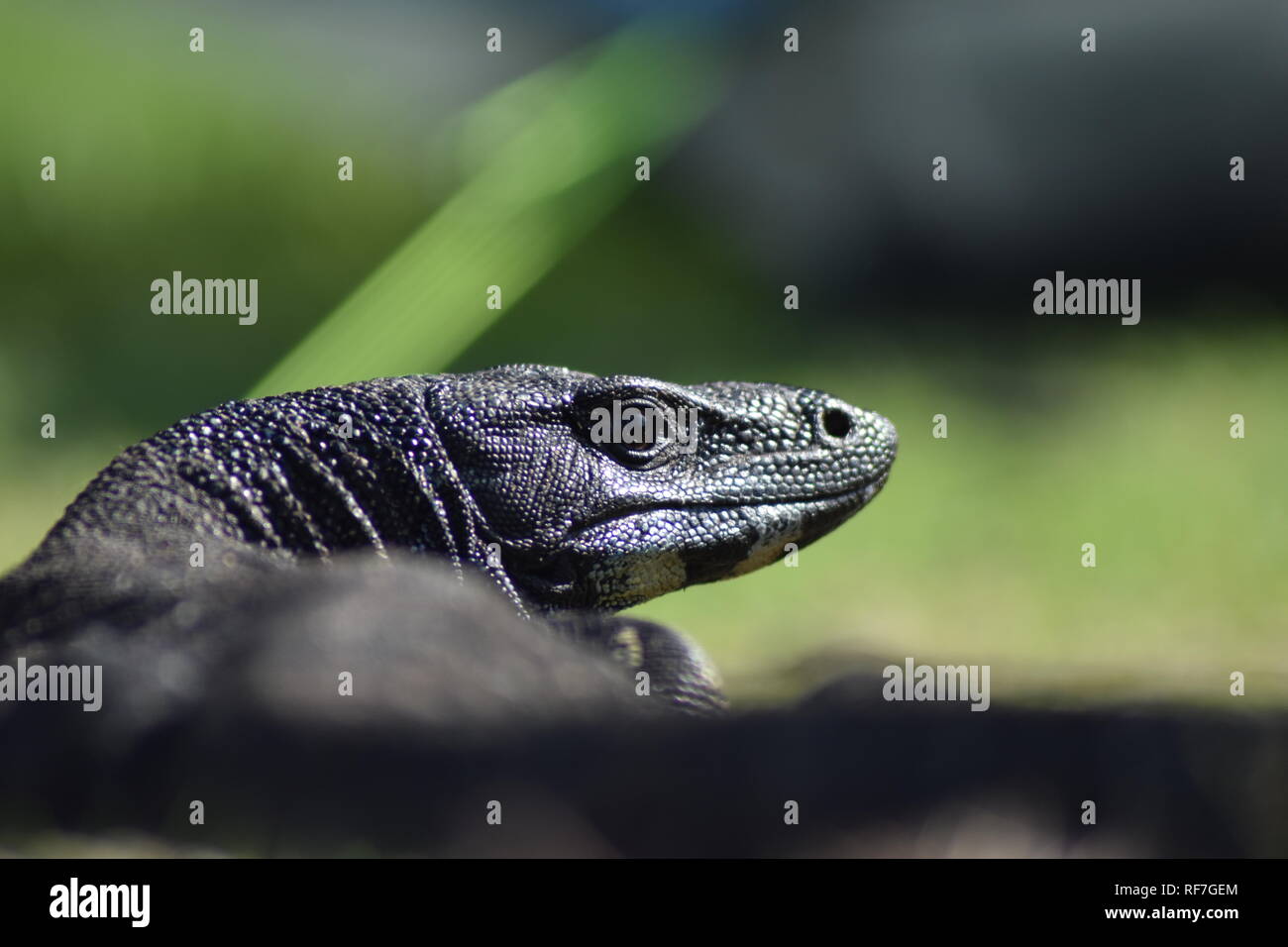 Nativa australiana Goanna preso come un profilo Foto Stock