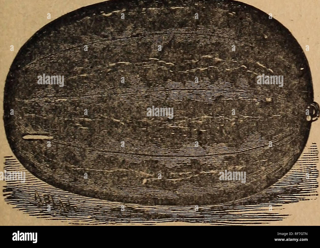 . Trumbull &AMP; Co. il catalogo illustrato di campo e giardino semi, 1900. Vivaio Missouri Kansas City cataloghi; semi di ortaggi cataloghi; fiori Semi cataloghi; semi di graminacee cataloghi; attrezzi agricoli cataloghi. 1426-1428 San hovds Ave., Kansas City, Mo. 25 I COCOMERI ^Tedesco, Francese, v v iw Wmsirmtlone. Melone d'eau. Uno oncia per circa 30 colline; da quattro a cinque chili in colline per un acro. Dolce di montagna-frutto oblungo, verde scuro, Crosta sottile, carne molto solido e molto dolce. Pkt. 5c, oz. 10c; ^lb. 20c; lb. 60c di gelato o Peerless-frutto di medie dimensioni, quasi rotondi, la cotenna pal Foto Stock