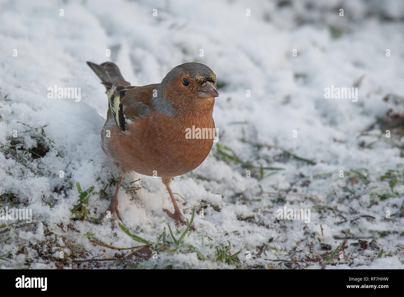 Close up ritratto di un maschio di fringuello permanente sulla coperta di neve erba in cerca di cibo Foto Stock