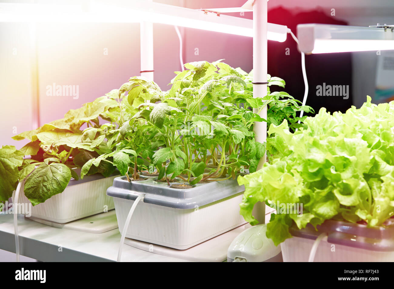 La coltivazione di piante alimentari con metodi moderni Foto Stock