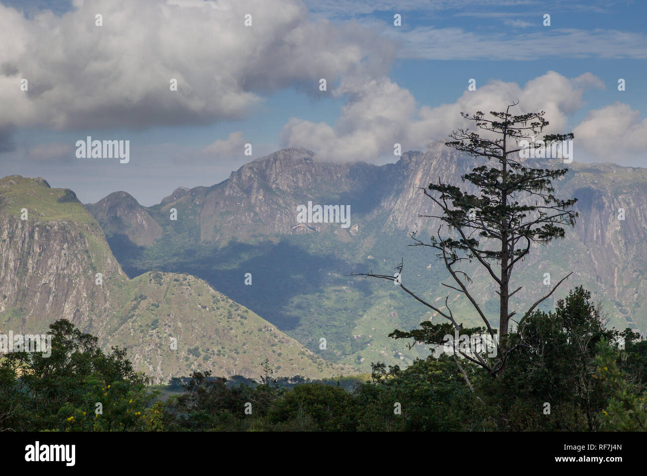 Il Mulanje Cedro, Widdringtonia whytei, è l'albero nazionale del Malawi ma è criticamente in pericolo a causa della sua piccola habitat sulla cima di una montagna singola, Foto Stock