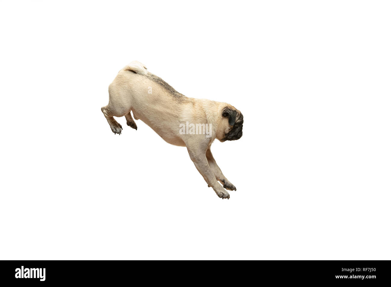 Simpatico cane di razza pug jumping con sensazione di felicità in modo divertente e compiendo seri faccia. E di razza cane smart isolati su sfondo bianco. Il concetto di cordiale Foto Stock