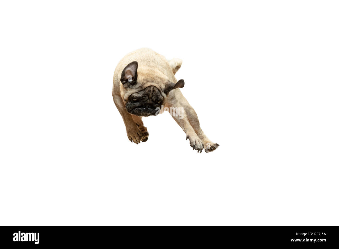 Simpatico cane di razza pug jumping con sensazione di felicità in modo divertente e compiendo seri faccia. E di razza cane smart isolati su sfondo bianco. Il concetto di cordiale Foto Stock