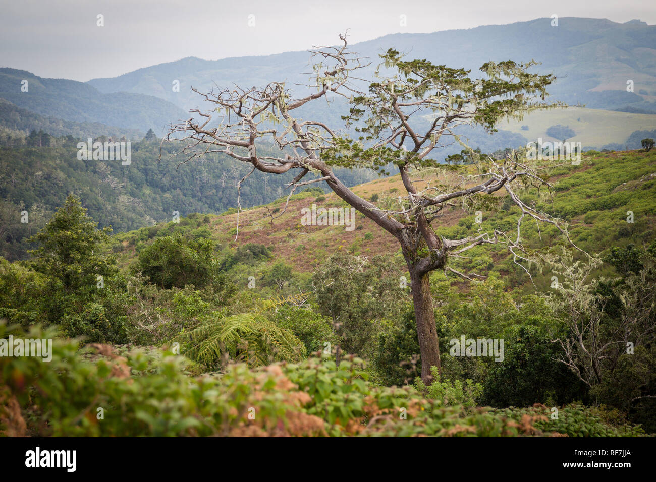 Il Mulanje Cedro, Widdringtonia whytei, è l'albero nazionale del Malawi ma è criticamente in pericolo a causa della sua piccola habitat sulla cima di una montagna singola, Foto Stock