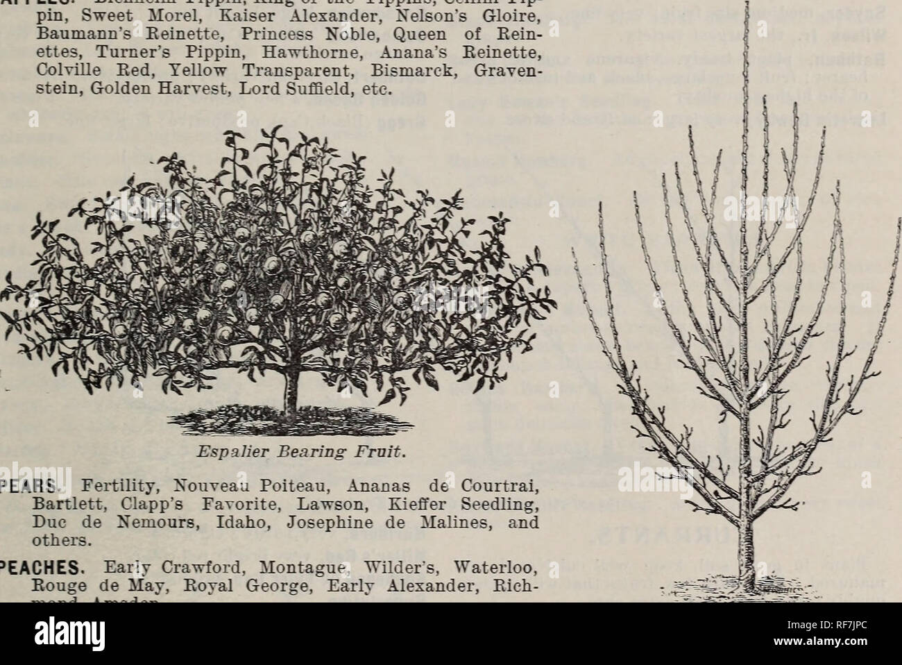 . Rododendri, bosso, azalee, clematis, novità, baia alberi, Hardy piante sempreverdi : Novità lampadine, cannas novità, palme, araucarias, felci, vigne, orchidee, arbusti fioriti, Graminacee ornamentali e alberi. Vivaio New Jersey Rutherford cataloghi; lampadine (piante) cataloghi; fiori Semi cataloghi; piante ornamentali, cataloghi; arbusti fioriti cataloghi; alberi piantine cataloghi. Addestrato Pruit alberi 67 BOBBINK &AMP; ATKINS RUTHERFORD, N. J. addestrato alberi da frutto per la frutta case e giardini. La nana addestrati di alberi da frutta, in modo universalmente utilizzato in Europa, sono particolarmente adatte per pri Foto Stock