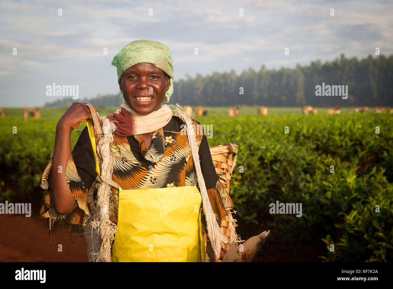 Una raccoglitrice di tè lavoratore pone per un ritratto in una piantagione di tè ai piedi del monte Mulanje Massive, nel quartiere meridionale, Malawi. Il tè è un tasto raccolto in contanti. Foto Stock