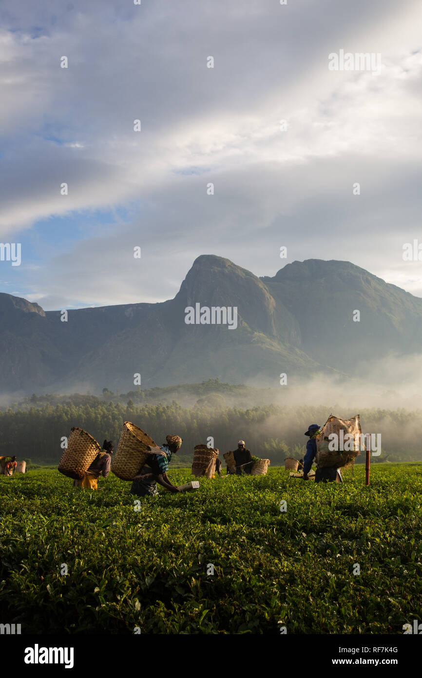 Raccoglitrice di tè lavoratori posare per un ritratto in una piantagione di tè ai piedi del monte Mulanje Massive, nel quartiere meridionale, Malawi. Il tè è un tasto raccolto in contanti. Foto Stock