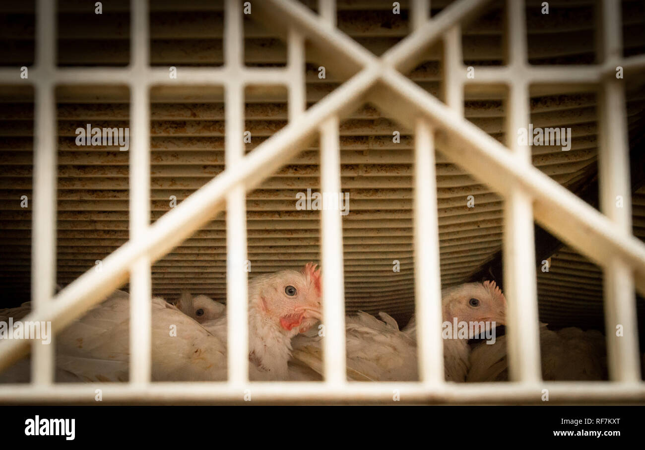 Intimoriti giovani polli da tavola nelle affollate live cassa di trasporto durante il trasporto al macello. La British Columbia, Canada. Foto Stock