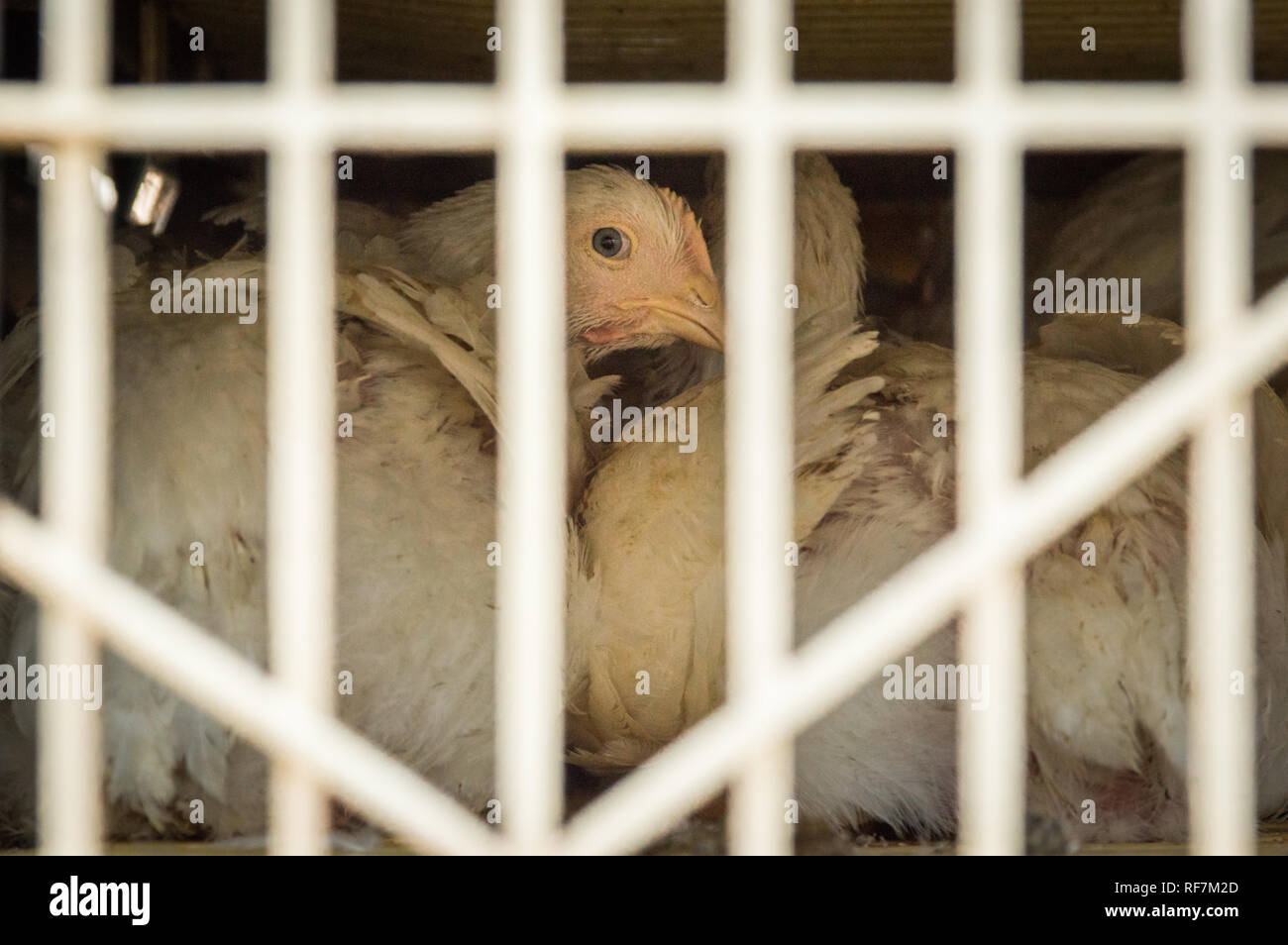 Spaventata e esaurito polli da tavola nella gabbia di trasporto lungo il tragitto per macellazione a fini commerciali, British Columbia, Canada. Foto Stock
