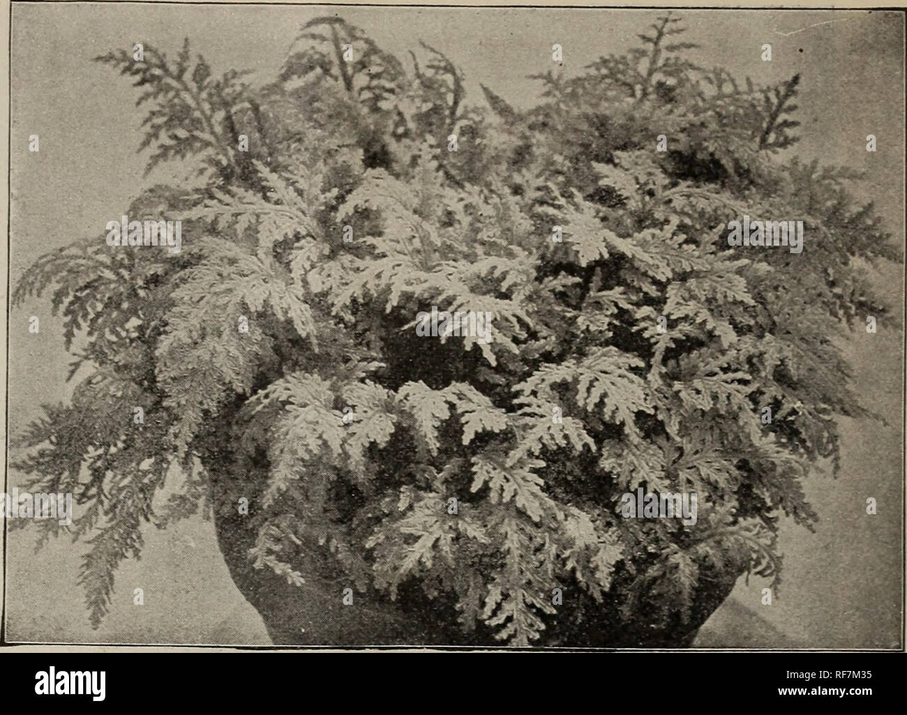 . Piante esotiche native, alberi &AMP; arbusti. Vivaio Florida cataloghi; Vivai (orticoltura) Florida cataloghi; piante tropicali cataloghi; Palms cataloghi; alberi da frutto piantine cataloghi; piante ornamentali, cataloghi. 38 R^easoner Bros., Oneco, Florida. POLYPODIUM aureum. Una specie tropicali, qui cresce su alberi di palmetto o il marcio corteccia di querce. Le foglie sono grandi e di colore verde chiaro con un glaucous sotto la superficie. Grossolanamente di- fornito. 20 cts. ciascuna. P. incanum.* Res- vhrection Fern. Una specie di nana, in crescita di circa 6 pollici alta, di solito sui tronchi di querce e hickories. Quando la wea Foto Stock