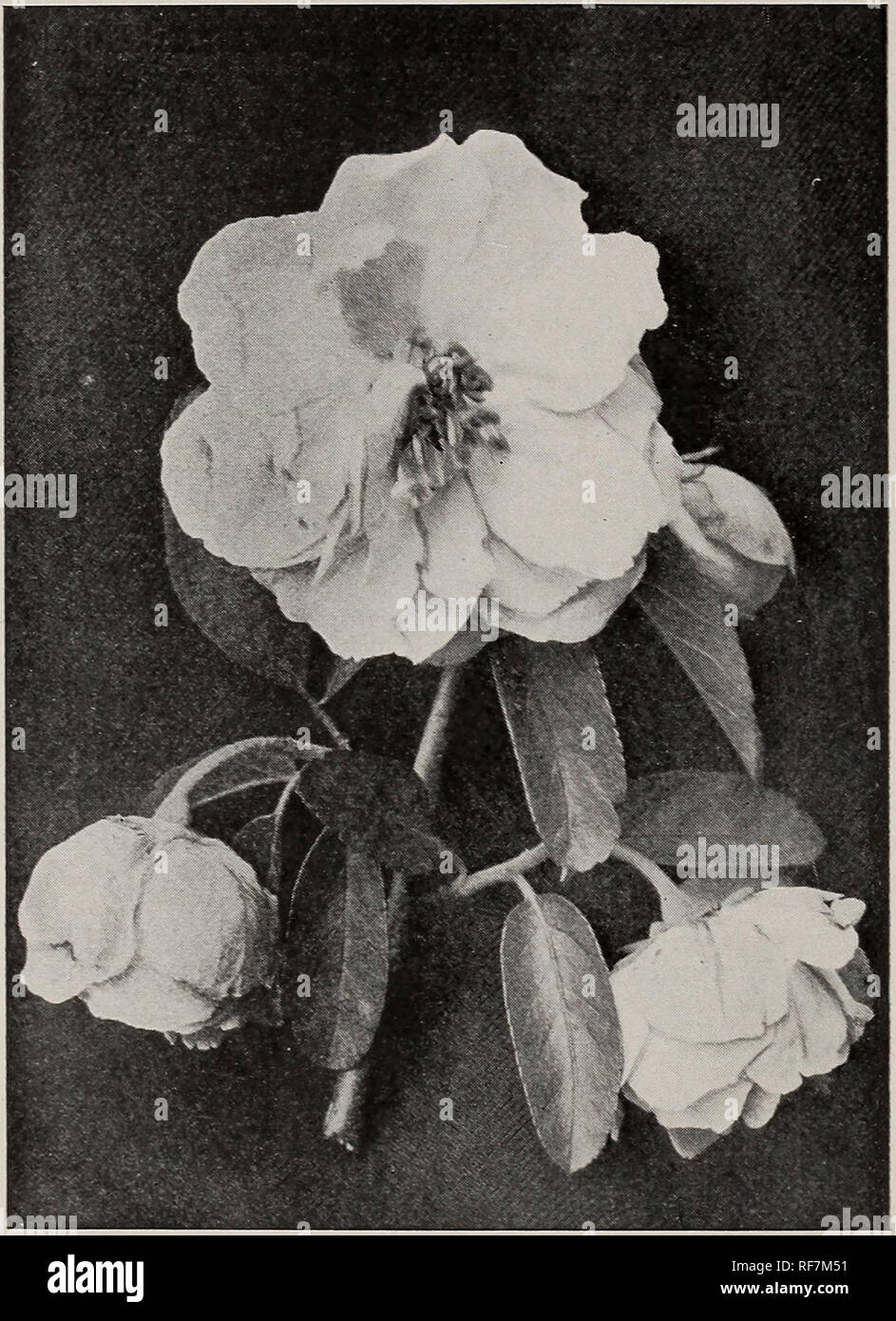 . Catalogo generale di frutta e di alberi ornamentali, arbusti e rose. Vivaio nello Stato di New York) cataloghi; alberi da frutto cataloghi; alberi ornamentali cataloghi; piante ornamentali, cataloghi; arbusti cataloghi; Rose cataloghi. Il R. G. CHASE AZIENDA "^ Chase vivai, Ginevra, N.Y."^^ 40 arbusti coperte con delicate rose rosa, di piccole dimensioni e molto profumati. I fiori appaiono dopo il fogliame ha pienamente sviluppato. Parkmanni. Un doppio-fioritura varietà dal Giappone ; un coltivatore compatta, con profonda fogliame verde scuro. Fiorisce molto profusamente, letteralmente che copre l'albero. Ribes (ribes). La flo Foto Stock