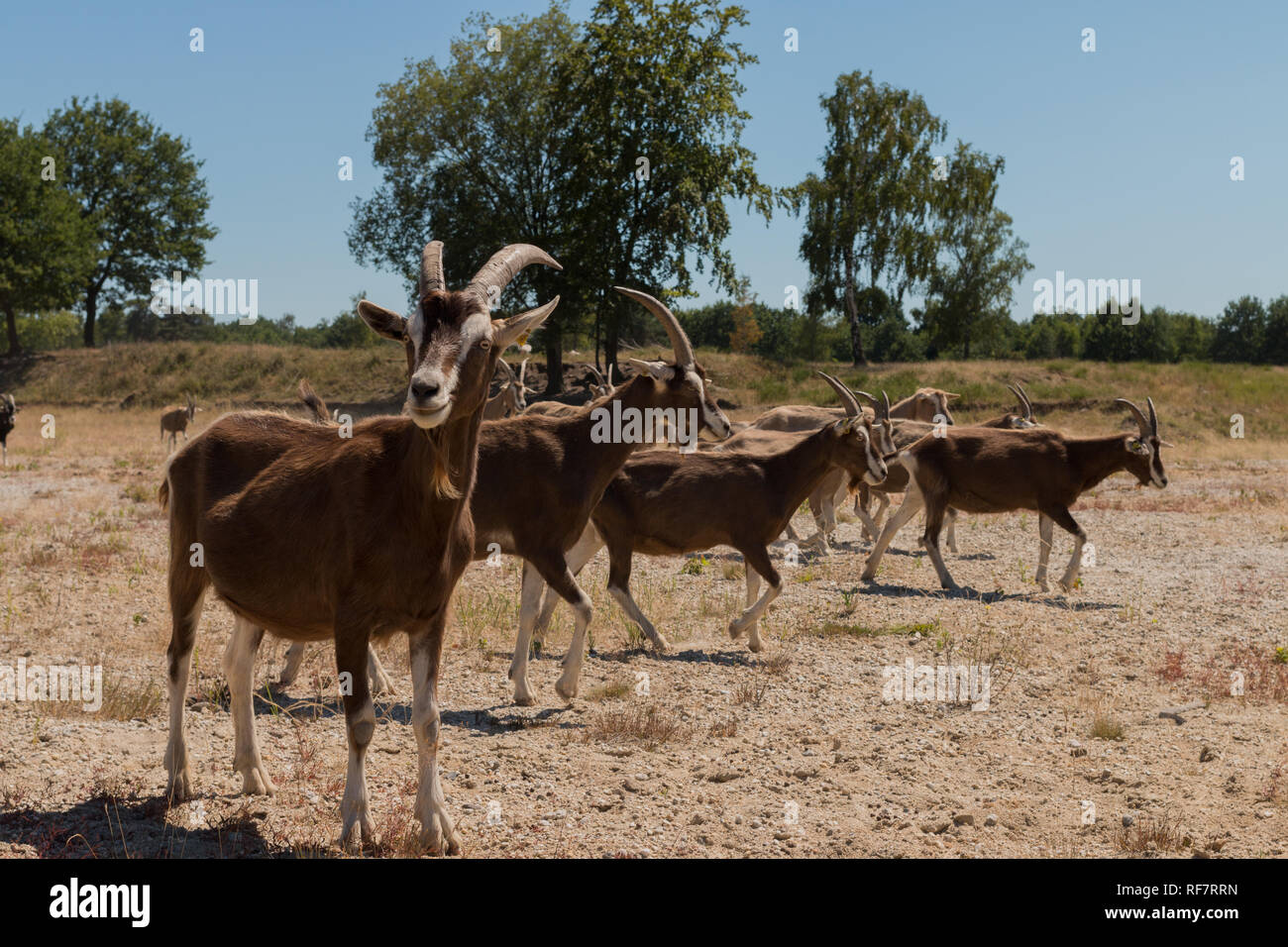 Ziegenherde Foto Stock