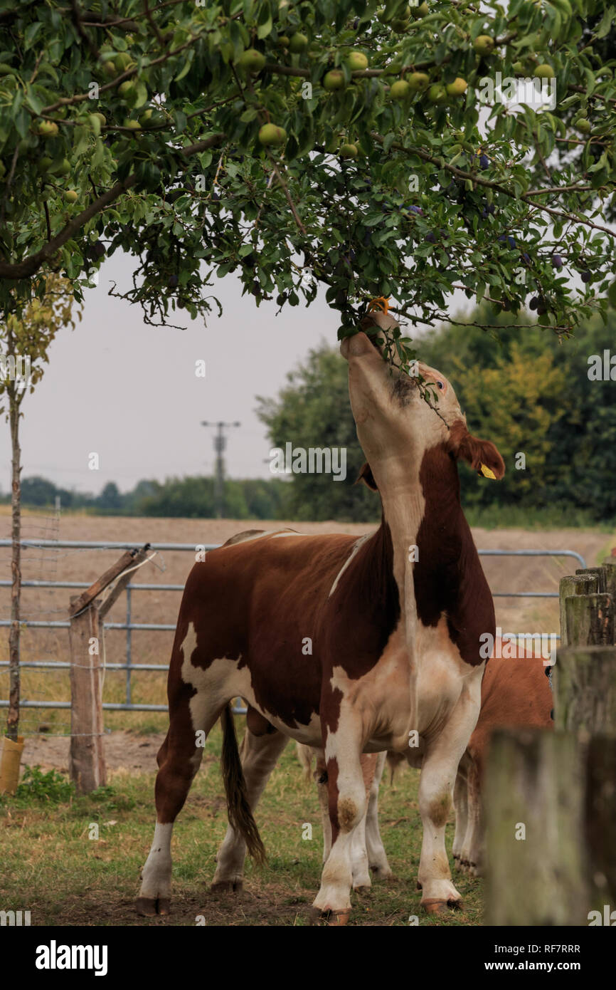 Bulle frisst am Obstbaum Foto Stock