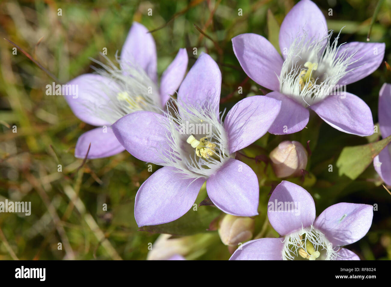 Chiltern gentian, Deutsche Fransenenzian, Deutscher Kranzenzian, Wettstein-tárnicska, Gentiana germanica, Alpi, Austria, Europa Foto Stock