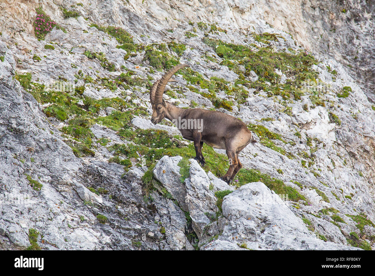 Stambecco delle Alpi (Capra ibex) appollaiato sulla roccia Foto Stock