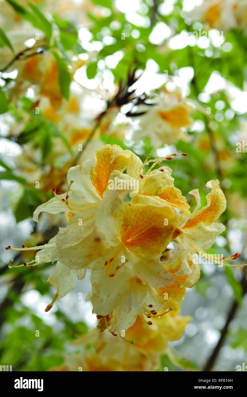 Bianco e oro Rhododendron fiore Foto Stock