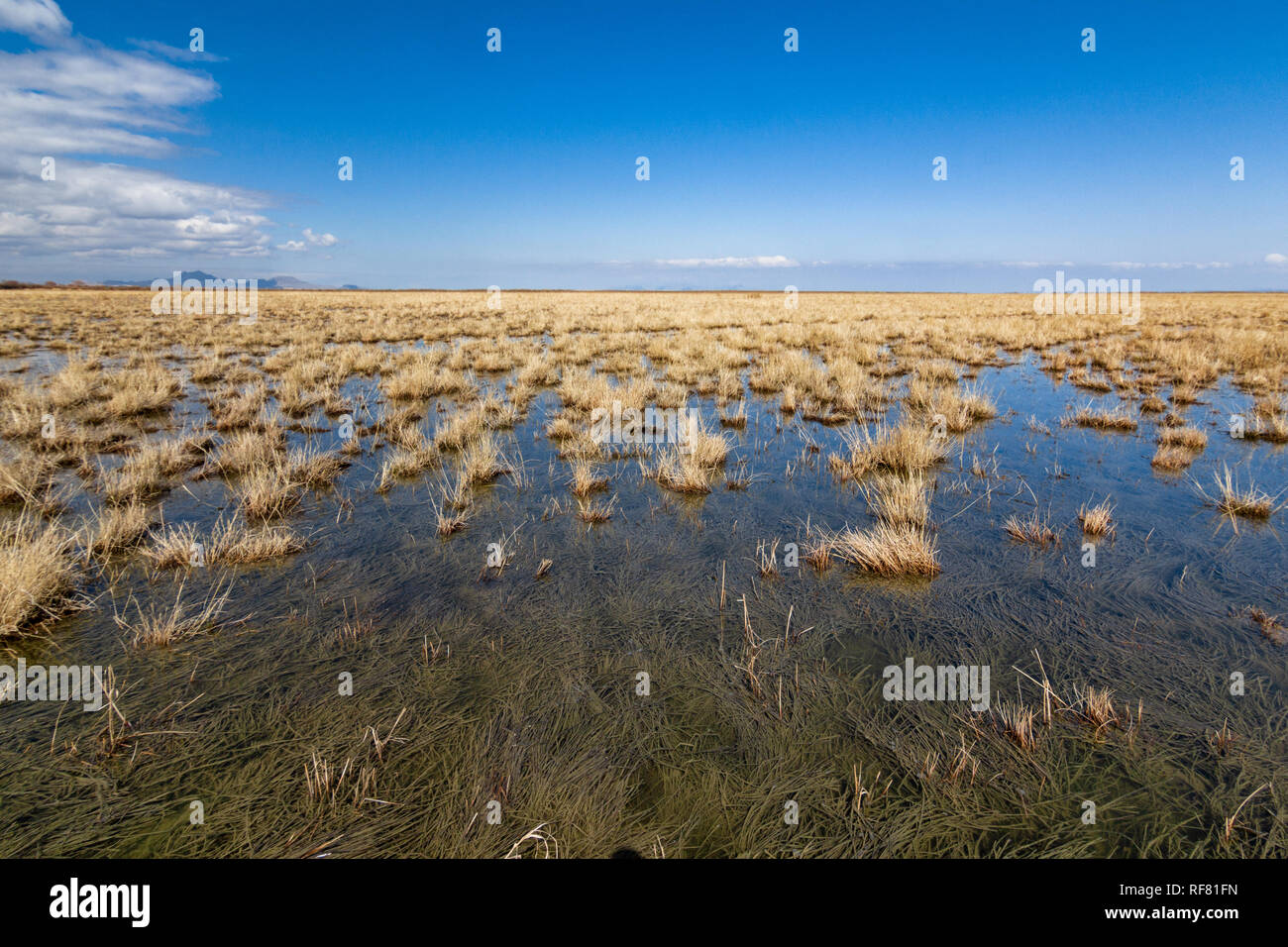 Le zone umide attorno al lago di Urmia, West Azerbaijan provincia, Urmia, Iran Foto Stock