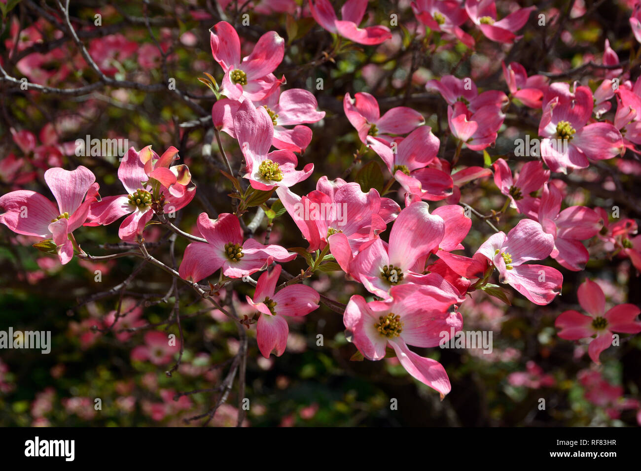 Fioritura sanguinello, Blüten-Hartriegel, virágos som, Cornus florida Foto Stock