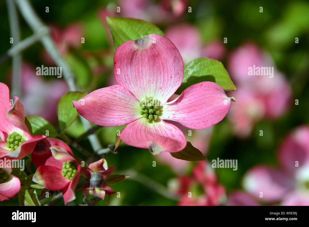 Fioritura sanguinello, Blüten-Hartriegel, virágos som, Cornus florida Foto Stock