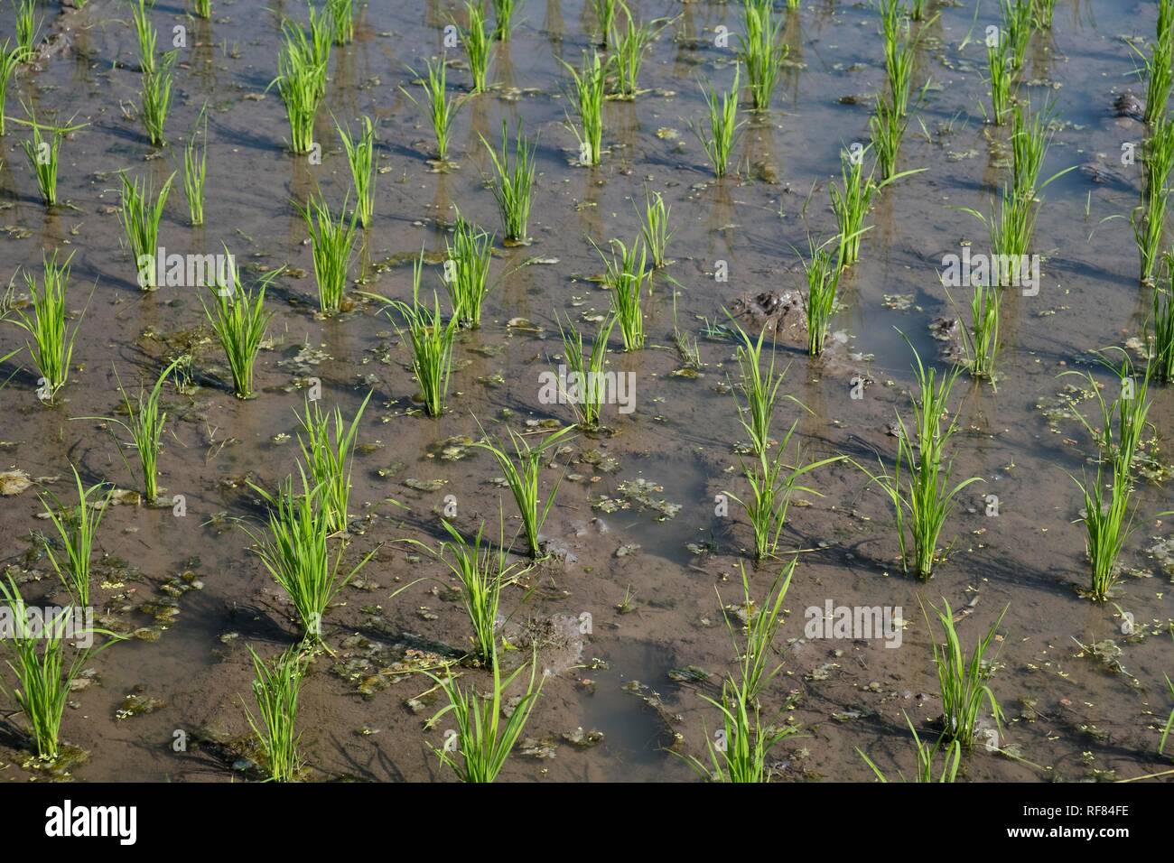 Verde campo di riso, la coltivazione del riso, pianta di riso, Indonesia Foto Stock