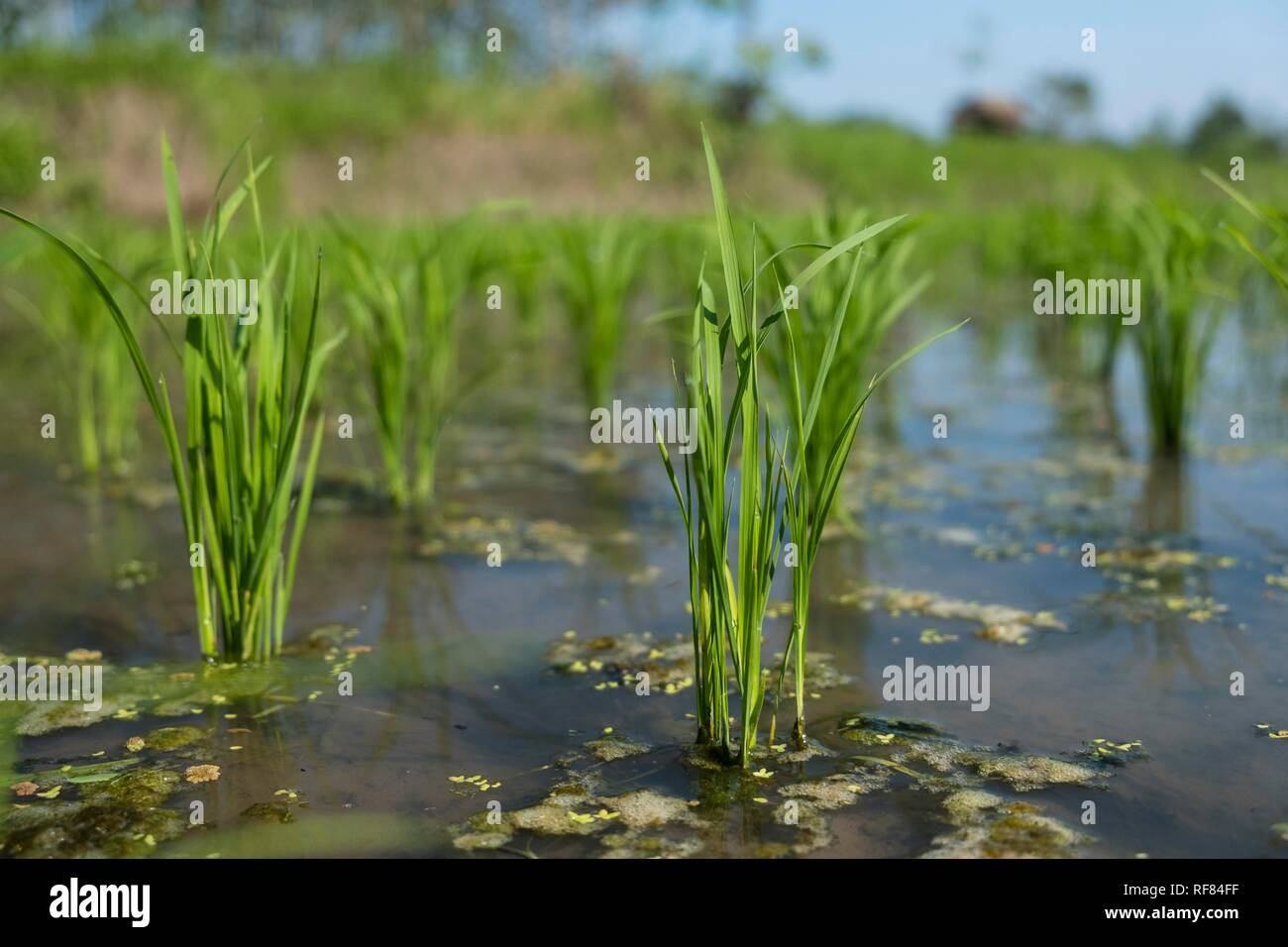 Verde di piante di riso la coltivazione del riso, pianta di riso, Indonesia Foto Stock