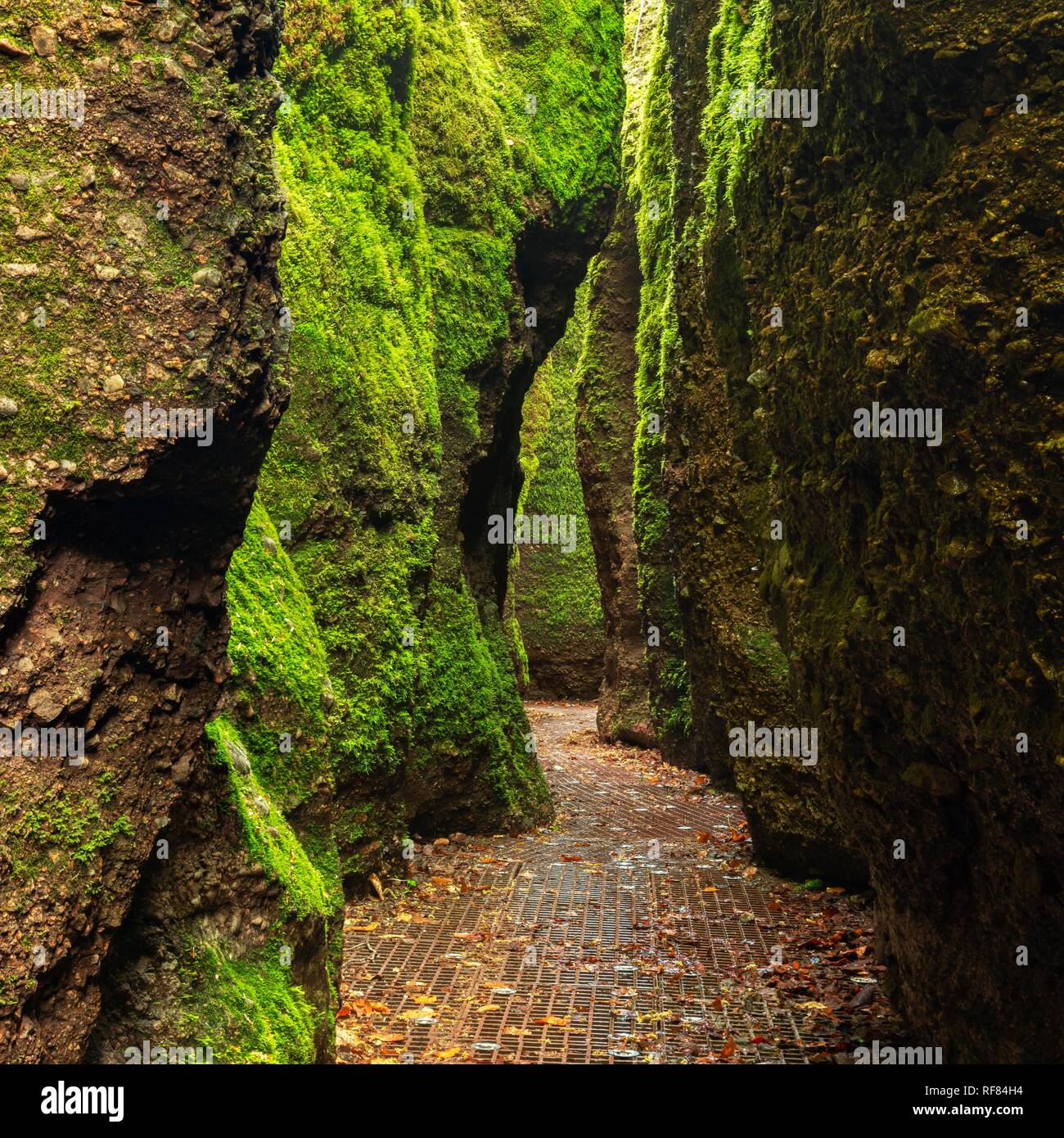 Gola del drago, pareti rocciose con MOSS, gorge nei pressi di Eisenach, Foresta Turingia, Wartburg-Hohe Sonne riserva naturale, Turingia Foto Stock