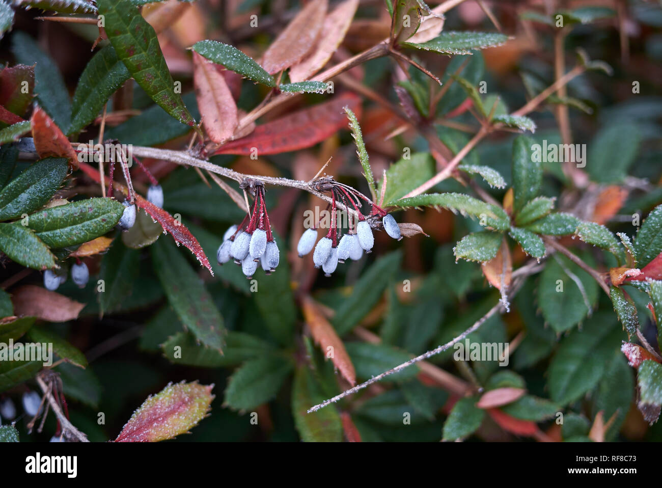 Berberis julianae foglie colorate Foto Stock