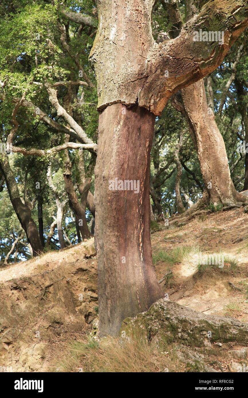 Quercia da sughero (Quercus suber), strippati Foto Stock