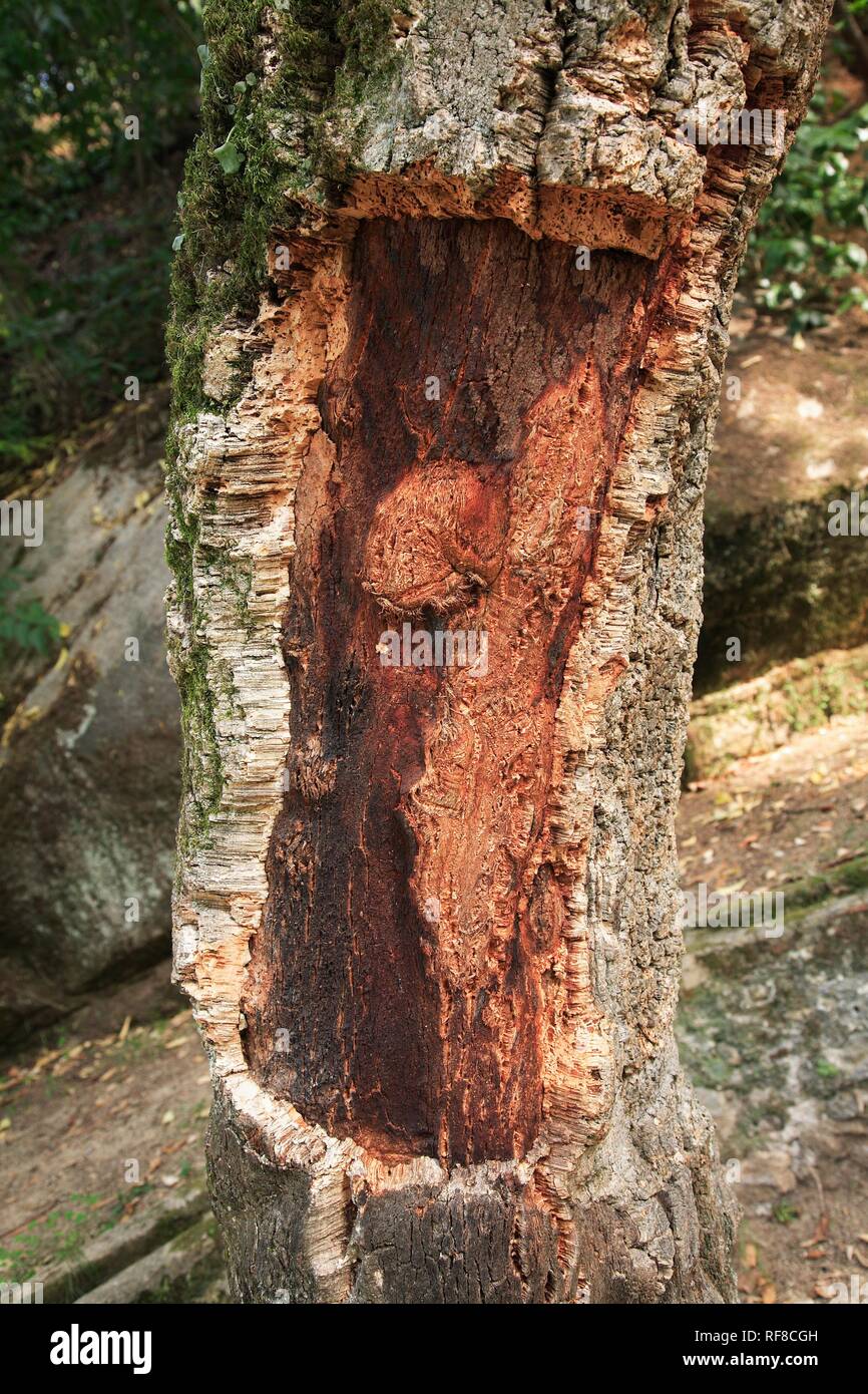 Quercia da sughero (Quercus suber), strippati Foto Stock