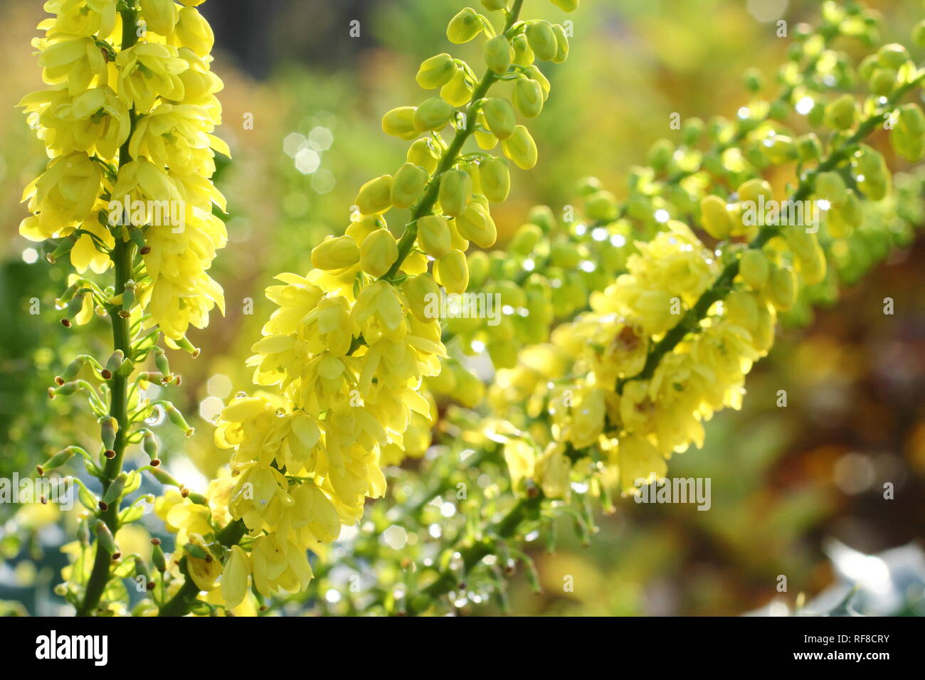 Mahonia x media "Carità" fioritura in inverno (novembre) in un giardino DEL REGNO UNITO Foto Stock