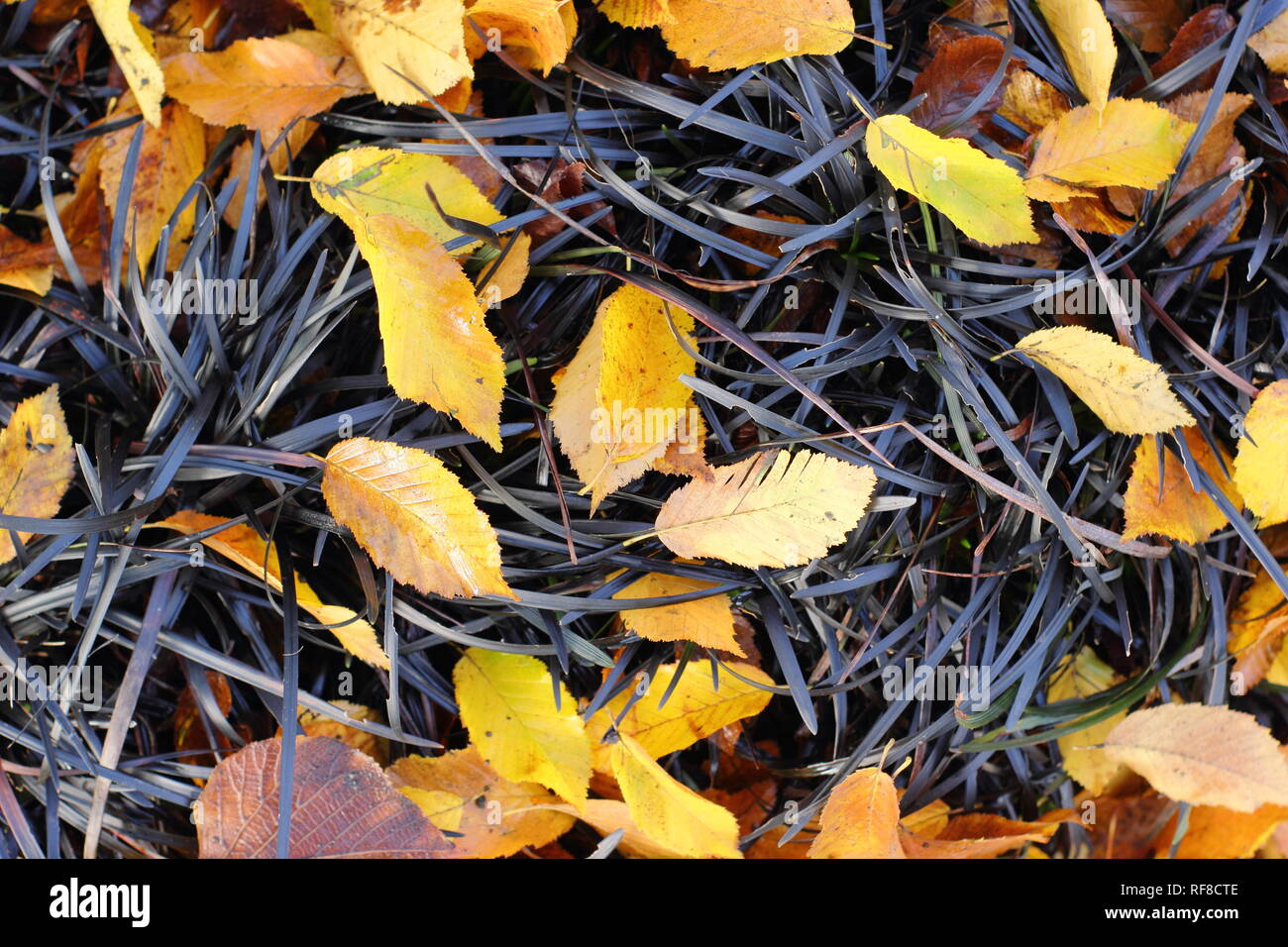 Ophiopogon planiscapus 'Nigrescens', Nero Mondo erba con carpino caduto foglie (Carpinus betulus 'Fastigiata'), Novembre, REGNO UNITO Foto Stock