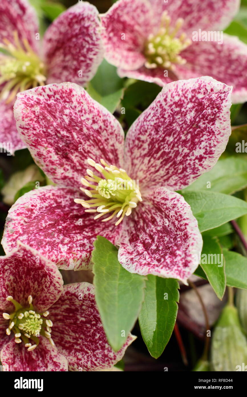 Clematis cirrhosa var. purpurascens 'lentiggini' fiori in inverno, UK. Modulo Gas Anestetici Foto Stock