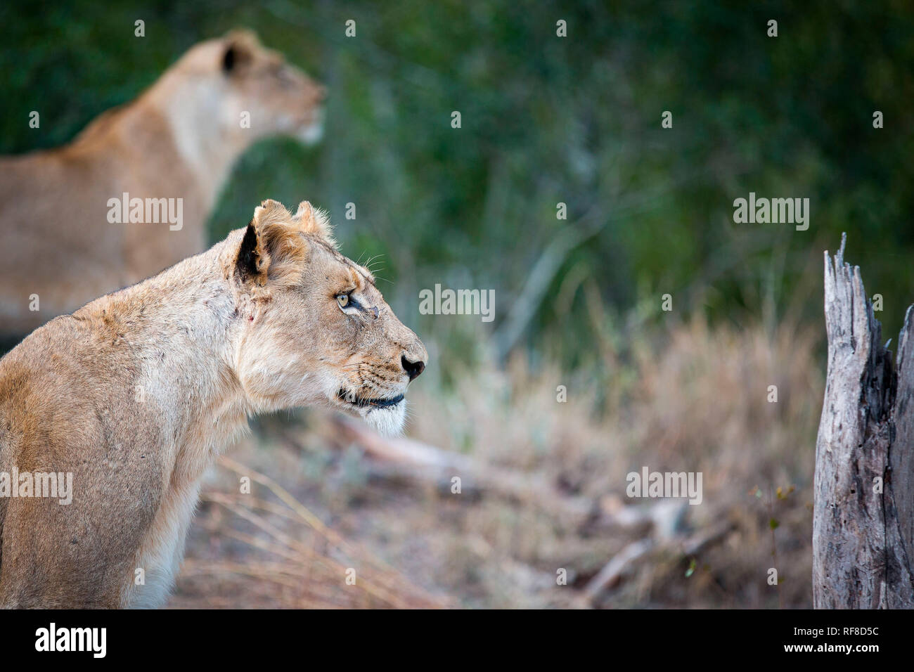 Un profilo laterale di una leonessa seduta, Panthera leo, orecchie, guardando lontano, lion in background Foto Stock