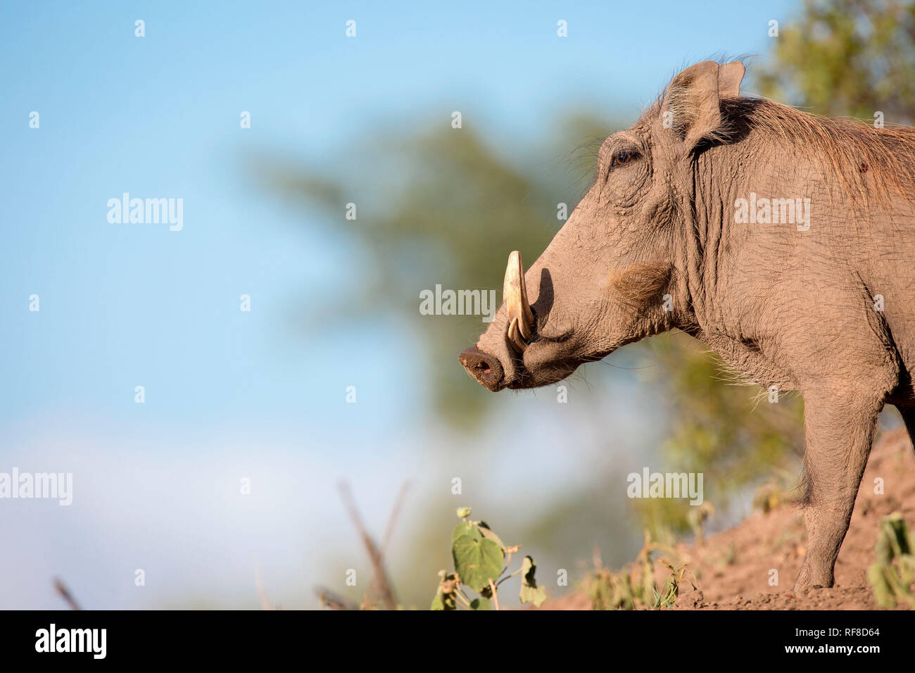 Un profilo laterale di un warthog, Phacochoerus africanus, in piedi sul suolo, bianco zanne, contro il cielo blu. Foto Stock