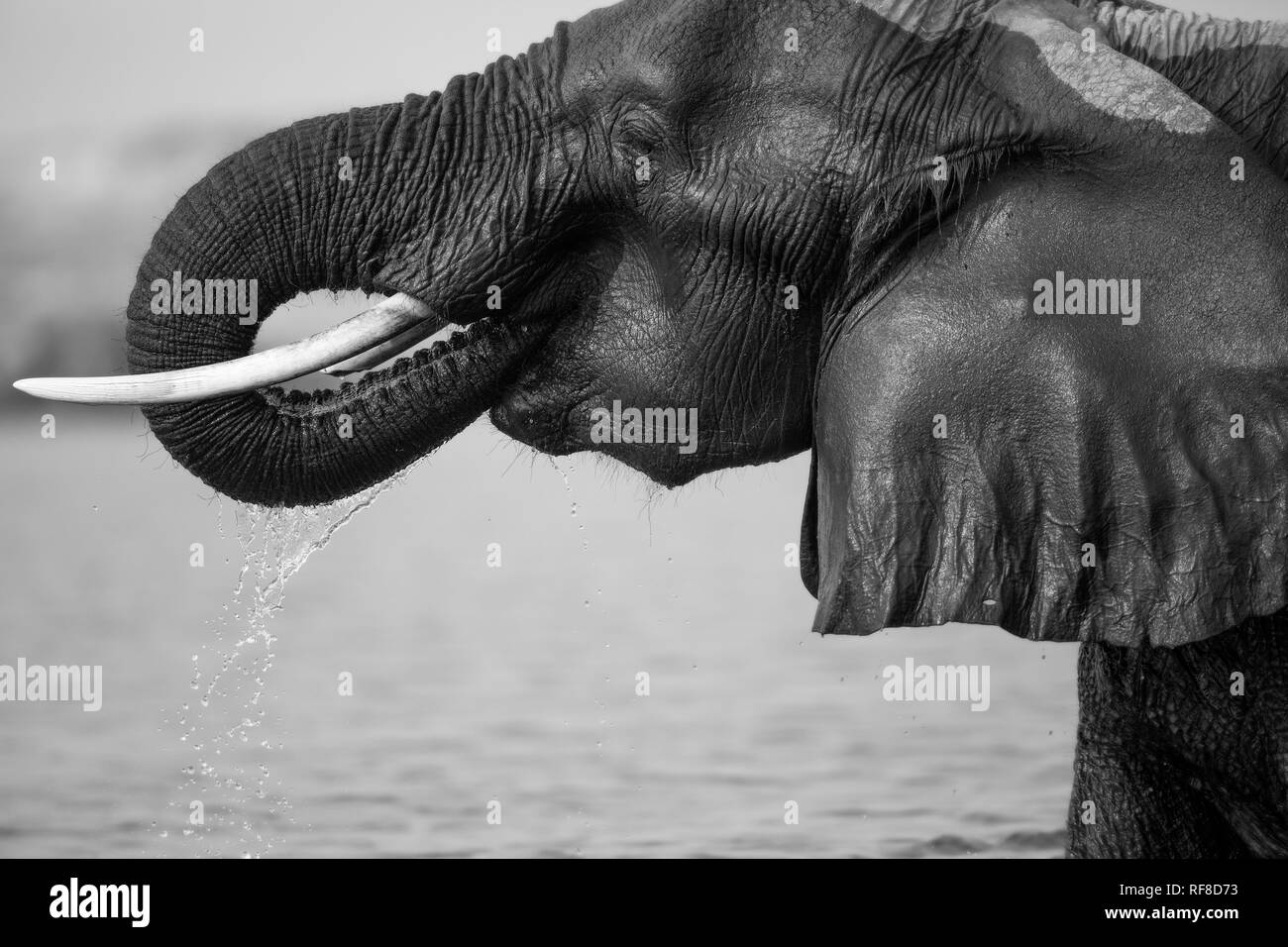 Un elefante, Loxodonta africana, la pelle bagnata, bevande acqua, trunk di bocca di gocciolamento di acqua, profilo laterale, in bianco e nero. Foto Stock