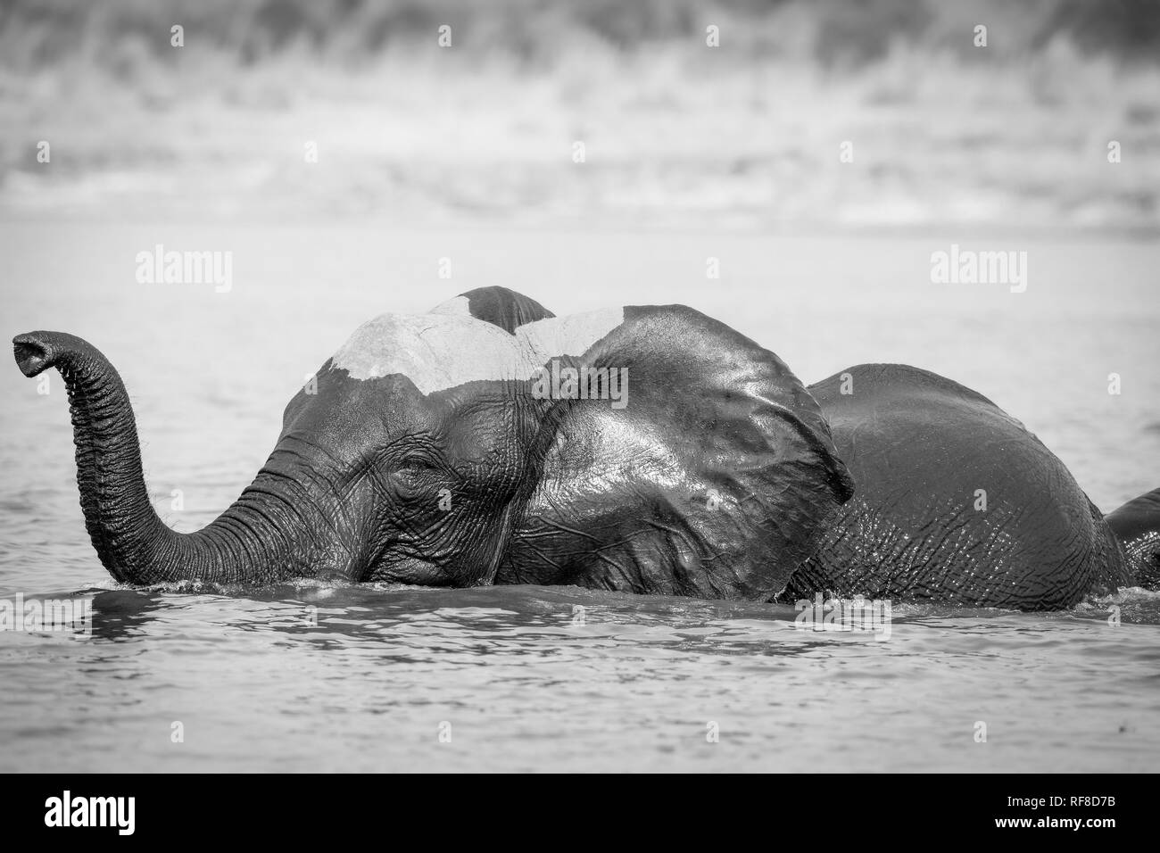 Un elefante, Loxodonta africana, sorge in acqua, la pelle bagnata, trunk arricciata in aria Foto Stock