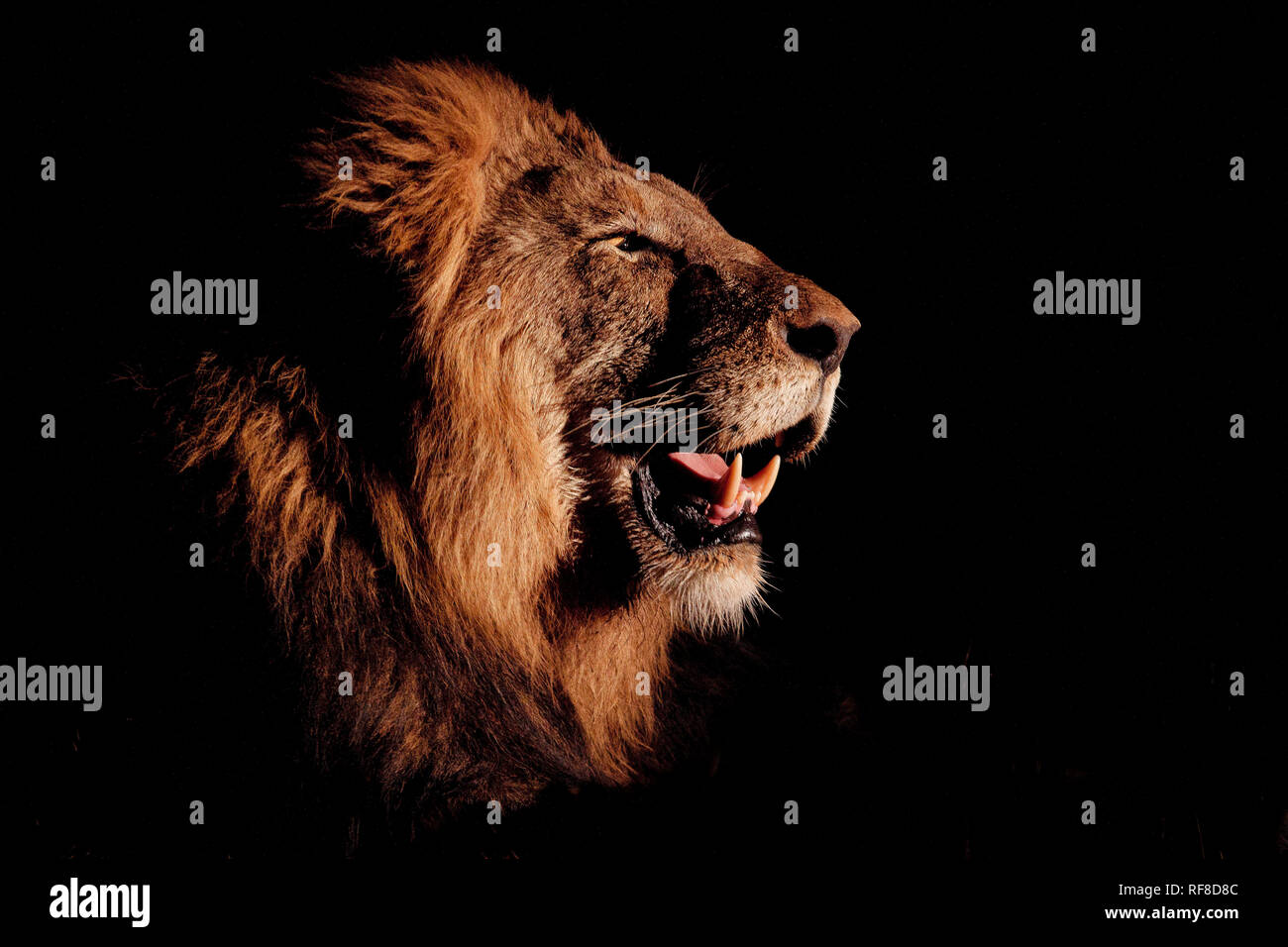 Un profilo laterale di un maschio di testa di leone, Panthera leo, a bocca aperta, illuminato dai riflettori, sfondo nero. Foto Stock