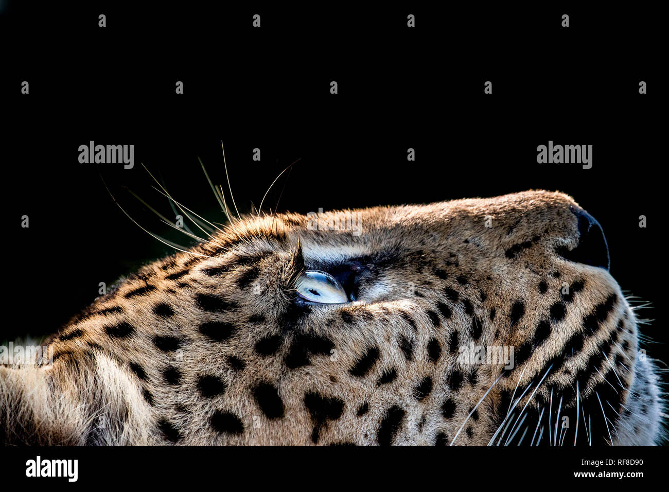 Un profilo di un leopard's head, Panthera pardus, guardando in alto nella luce, candelette su gli occhi, il cappotto e baffi, sfondo nero. Foto Stock