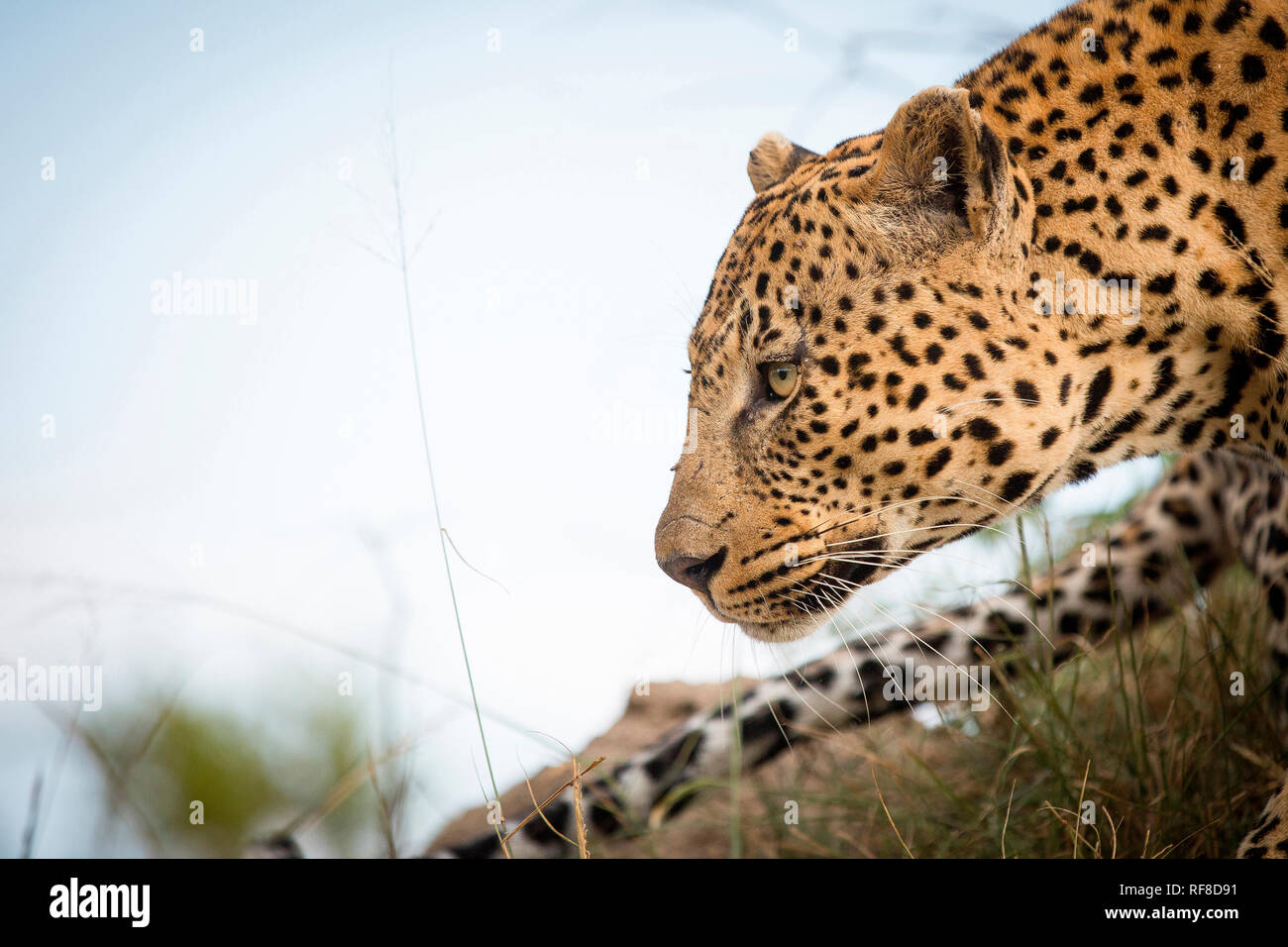 Un profilo laterale di un leopard's head, Panthera pardus, guardando lontano, coda e cielo blu in background Foto Stock