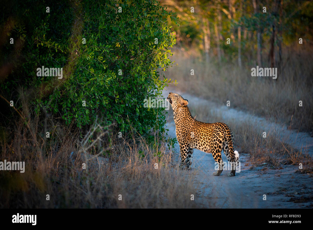 Il profilo laterale di un leopardo, Panthera pardus, solleva la sua testa e odora di foglie da una bussola mentre in piedi su una strada Foto Stock