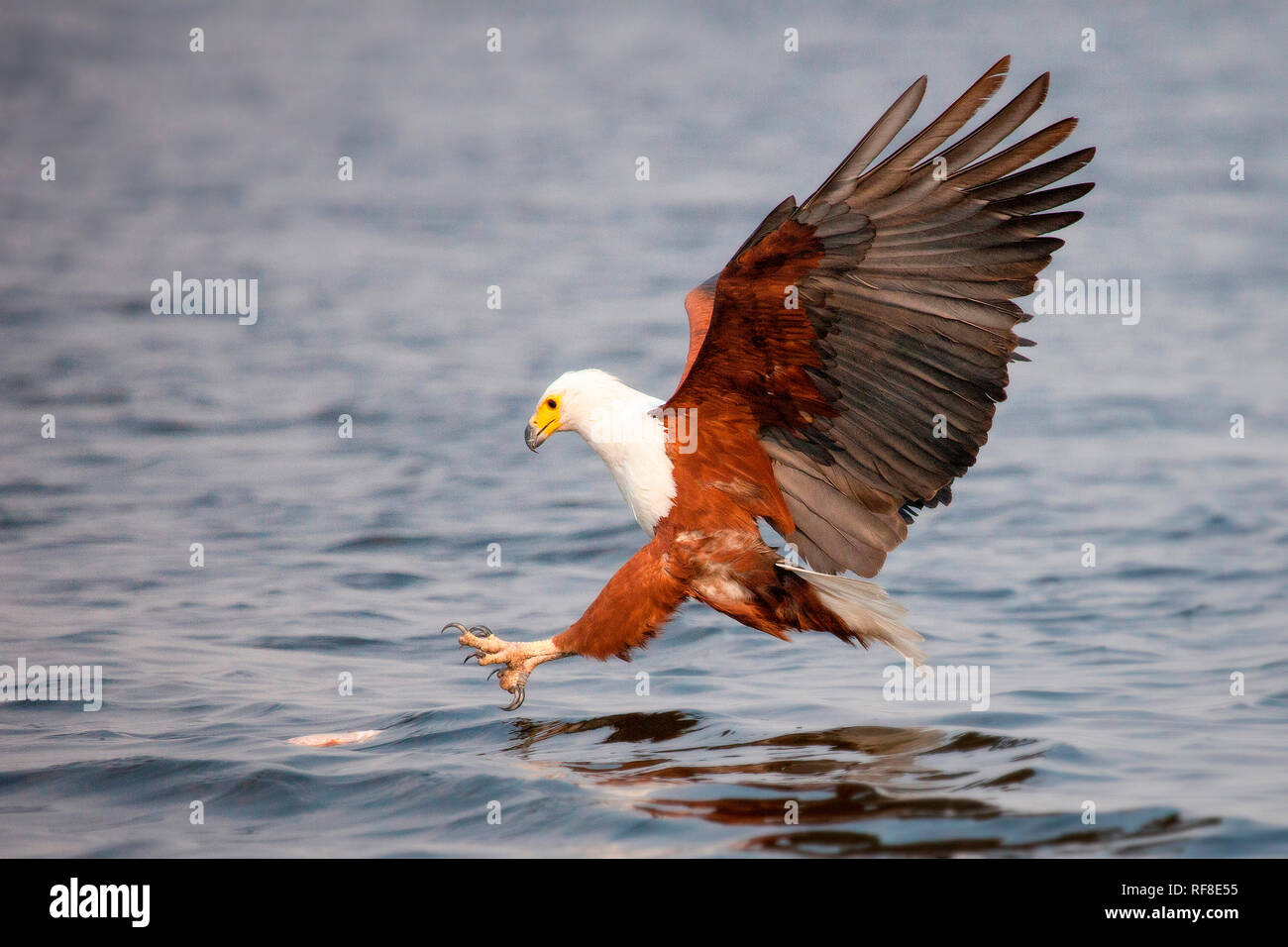 Un pesce africano eagle, Haliaeetus vocifer, vola verso acqua, artigli fuori circa per catturare un pesce, ali stese, guardando lontano Foto Stock
